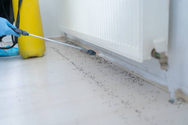Best Emergency Pest Control  in Chester Center, CT