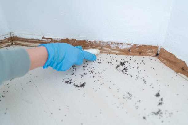 Best Termite Control Services  in Chester Center, CT